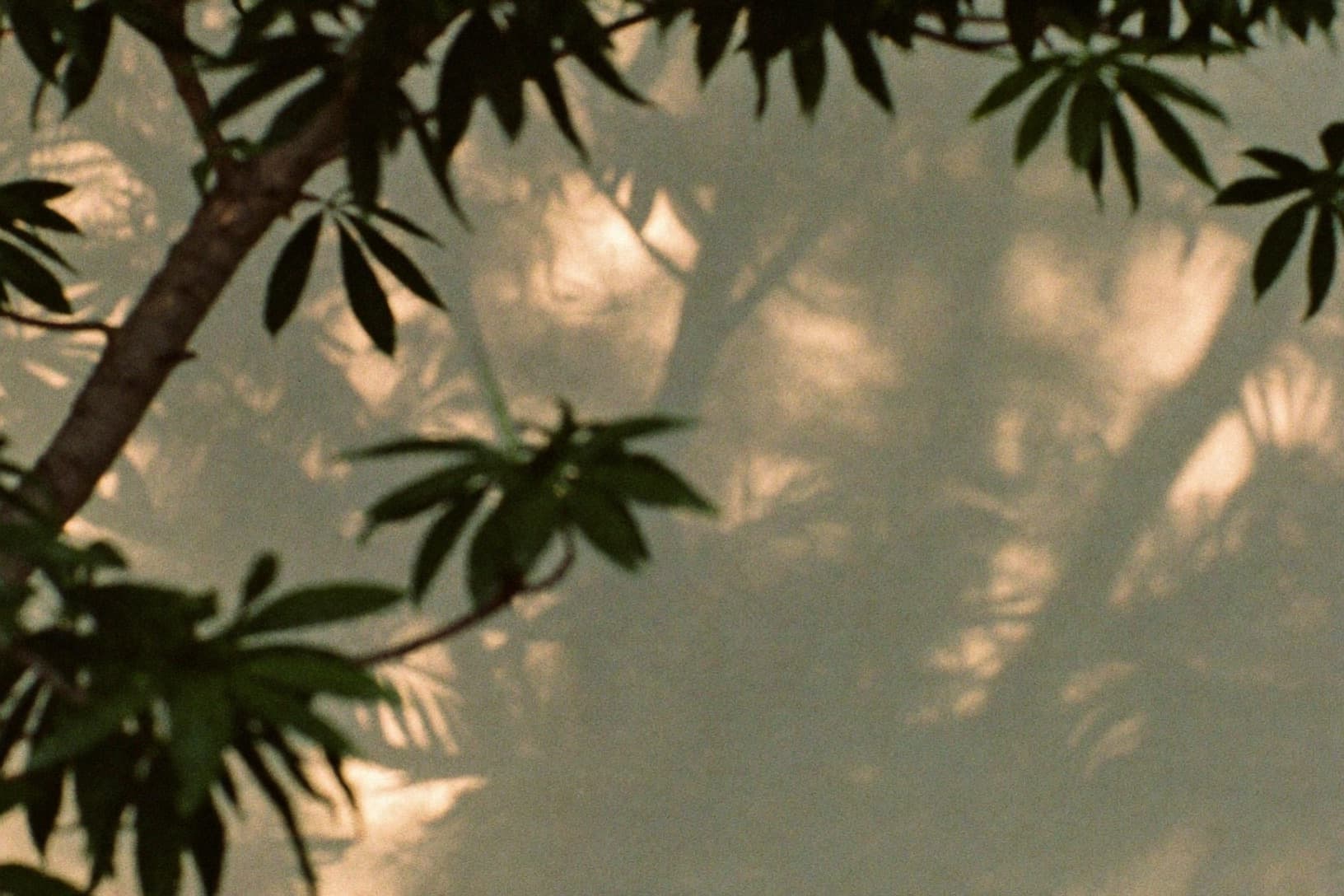 Sunlight filtering through leaves onto a warm plaster wall